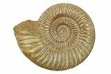 Polished Jurassic Ammonite (Perisphinctes) - Madagascar #270925-1
